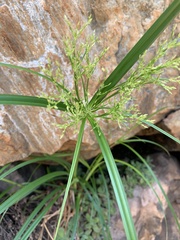 Cyperus leptocladus