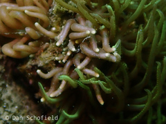 Phyllodesmium briareum