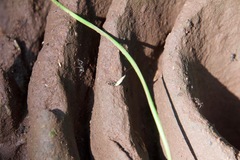 Pheidole sykesii