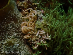 Phyllodesmium briareum
