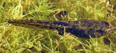 Lithobates septentrionalis