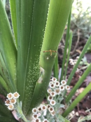 Stenodacma wahlbergi