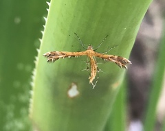 Stenodacma wahlbergi