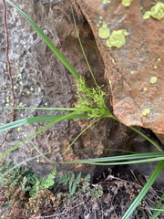 Cyperus leptocladus