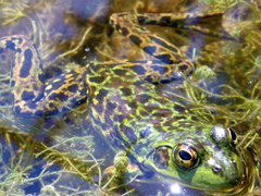 Lithobates septentrionalis