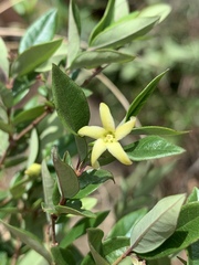 Cryptolepis delagoensis