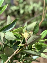 Cryptolepis delagoensis