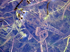 Lithobates septentrionalis