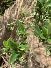 Cryptolepis delagoensis