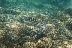 Lutjanus decussatus
