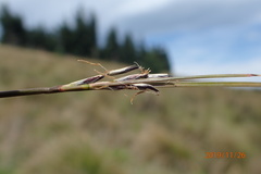 Schoenus pauciflorus