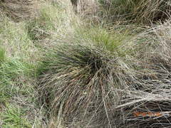 Schoenus pauciflorus