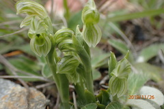Pterostylis tanypoda