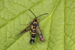 Synanthedon tipuliformis