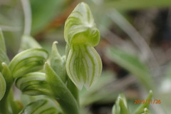 Pterostylis tanypoda