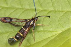 Synanthedon tipuliformis