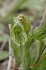Pterostylis tanypoda