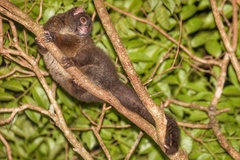 Hemibelideus lemuroides