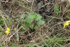 Ranunculus multiscapus