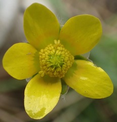 Ranunculus multiscapus
