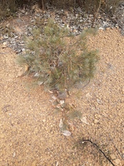 Banksia sphaerocarpa