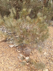 Banksia sphaerocarpa