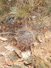 Banksia sphaerocarpa
