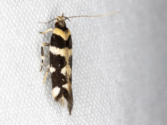 Macrobathra bigerella