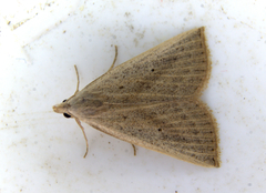 Macrochilo louisiana