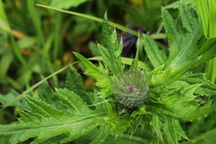 Cirsium kamtschaticum