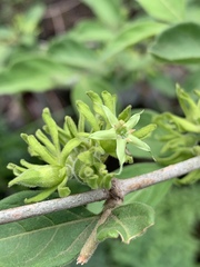 Vangueria macrocalyx