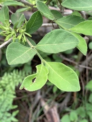 Vangueria macrocalyx