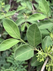Vangueria macrocalyx