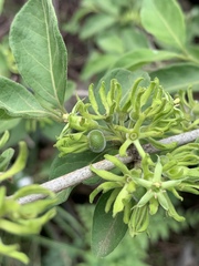Vangueria macrocalyx