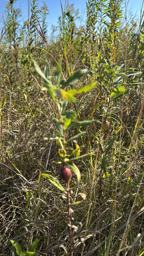 Unknown species found near Nyberg Ave S, Hastings, MN, US