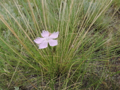 Dianthus polymorphus