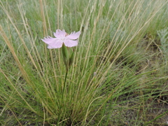 Dianthus polymorphus