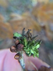 Andricus grossulariae