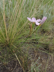 Dianthus polymorphus