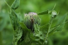 Cirsium kamtschaticum