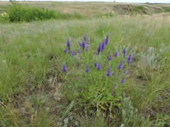 Veronica steppacea