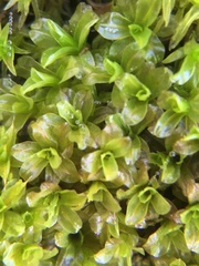 Syntrichia latifolia