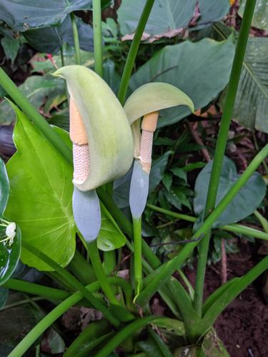 Alocasia macrorrhizos