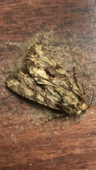 Apamea monoglypha