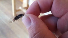 Popplepsalta notialis