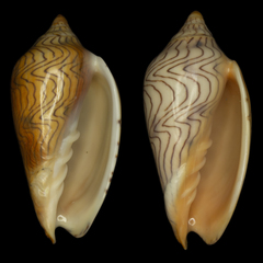 Amoria undulata image