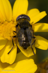 Eristalinus aeneus