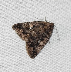 Condica aroana