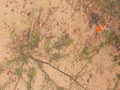 Lambertia ericifolia