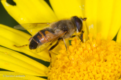 Eristalis tenax